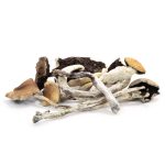 b cubensis mushrooms