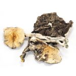brazilian cubensis mushrooms