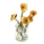 brazilian magic mushrooms 1 1.jpg