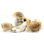 penis envy shrooms