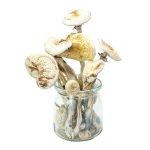 import placeholder for sku 32452