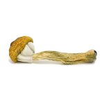 treasure coast mushroom